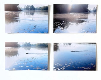 Beaver's Morning Swim - postcard size prints - choose one or set of 4