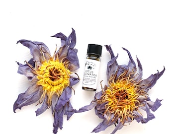 Puede incluir: Una pequeña botella de vidrio con un líquido marrón oscuro en su interior. La botella está etiquetada como "LOTUS ILLUMINATOR" y está rodeada de dos flores secas de color púrpura y amarillo.