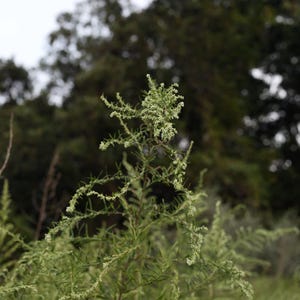 Óleo de Artemísia da Meia-Noite - Lua da Colheita 2025 - Óleo para Sonhos Lúcidos, óleo de unção perfumado para intuição e magia dos sonhos - escolha o seu tamanho imagem 1