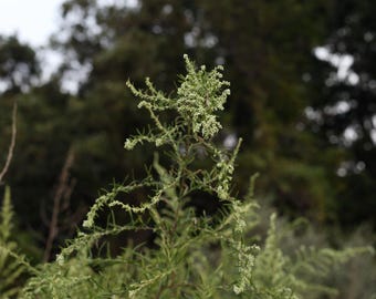 Mugwort Midnight Oil - 2025 Harvest Moon - Lucid Dreams Oil, fragrant anointing oil for intuition, dream magic - choose your size