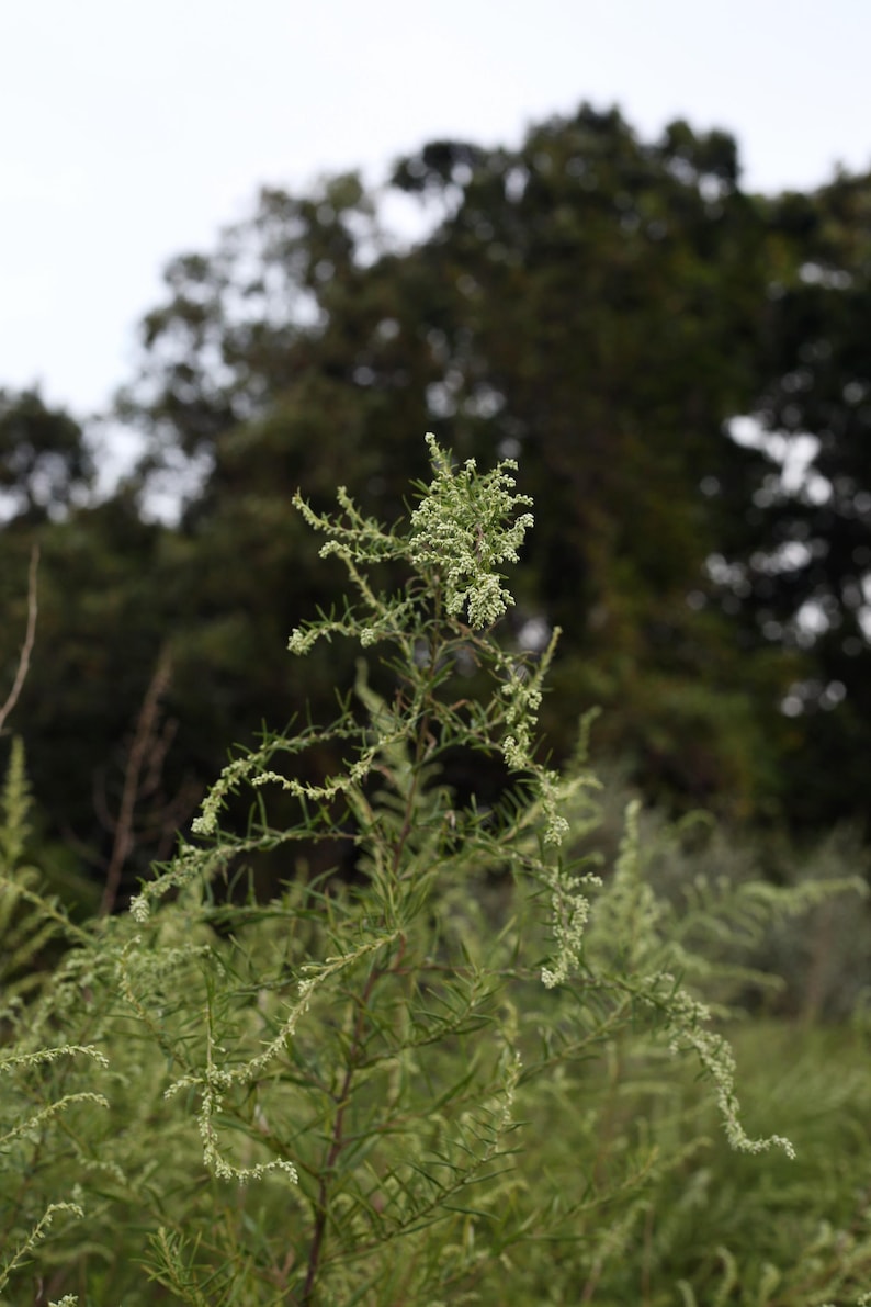 Óleo de Artemísia da Meia-Noite - Lua da Colheita 2025 - Óleo para Sonhos Lúcidos, óleo de unção perfumado para intuição e magia dos sonhos - escolha o seu tamanho imagem 1