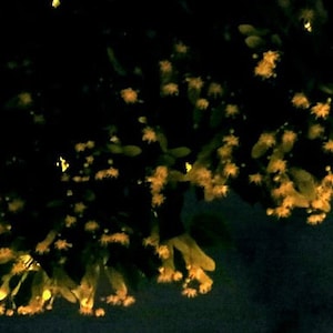 Peut inclure: Gros plan d'une branche d'arbre avec de petites fleurs jaunes en pleine floraison de nuit. Les fleurs sont regroup&eacute;es et cr&eacute;ent un effet doux et lumineux sur fond sombre.