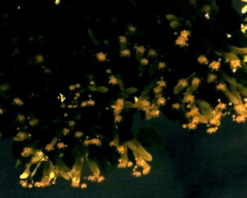 Peut inclure: Gros plan d'une branche d'arbre avec de petites fleurs jaunes en pleine floraison de nuit. Les fleurs sont regroup&eacute;es et cr&eacute;ent un effet doux et lumineux sur fond sombre.