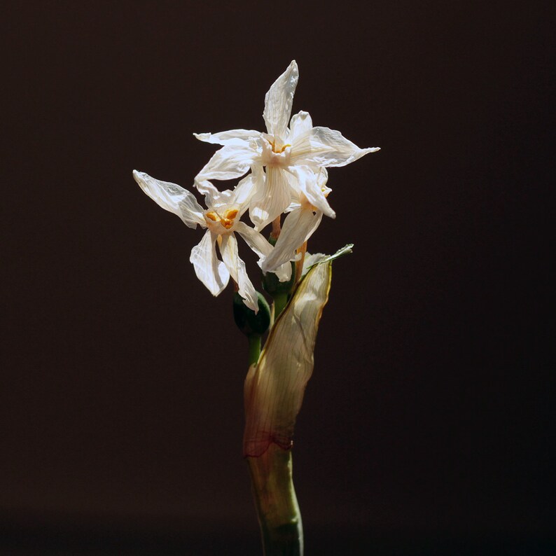 PhoenixBotanicals Narcissus Cafe Perfume - Thumbnail 3