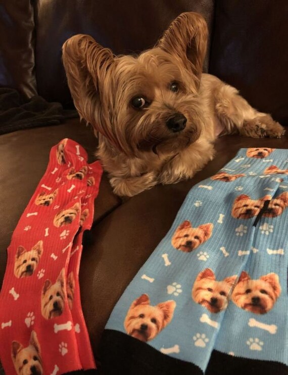 My dog on socks top