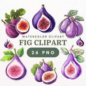 26 Fig Clipart PNGs, Fruit Clip Art, Tropical Fruit, Watercolor Fig Illustration, Digital Artwork