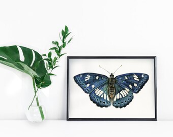 Watercolour butterfly print: Limenitis Reducta (Southern White Admiral) Illustration Painting