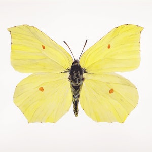 Watercolor butterfly print: Gonepteryx Rhamni Common Brimstone Illustration Painting image 2