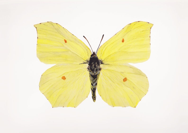 Watercolor butterfly print: Gonepteryx Rhamni Common Brimstone Illustration Painting image 2