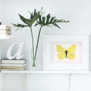 Watercolor butterfly print: Gonepteryx Rhamni (Common Brimstone) Illustration Painting