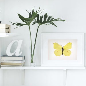 Watercolor butterfly print: Gonepteryx Rhamni Common Brimstone Illustration Painting image 1