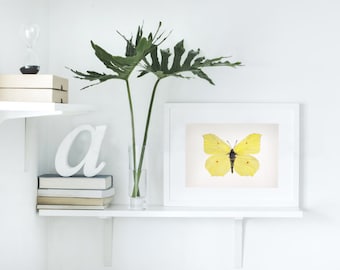 Watercolor butterfly print: Gonepteryx Rhamni (Common Brimstone) Illustration Painting