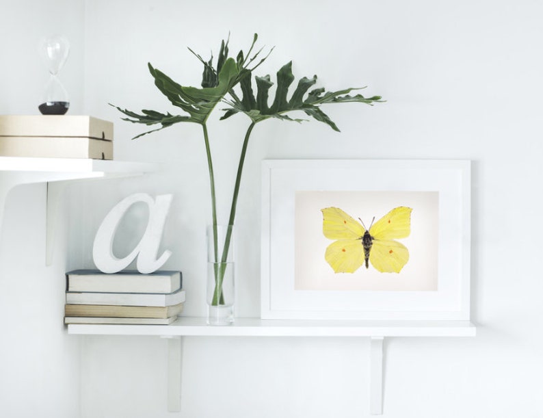 Watercolor butterfly print: Gonepteryx Rhamni Common Brimstone Illustration Painting image 1