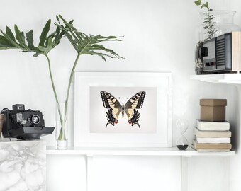 Watercolour butterfly print: Papilio Machaon (Old world Swallowtail) Illustration Painting