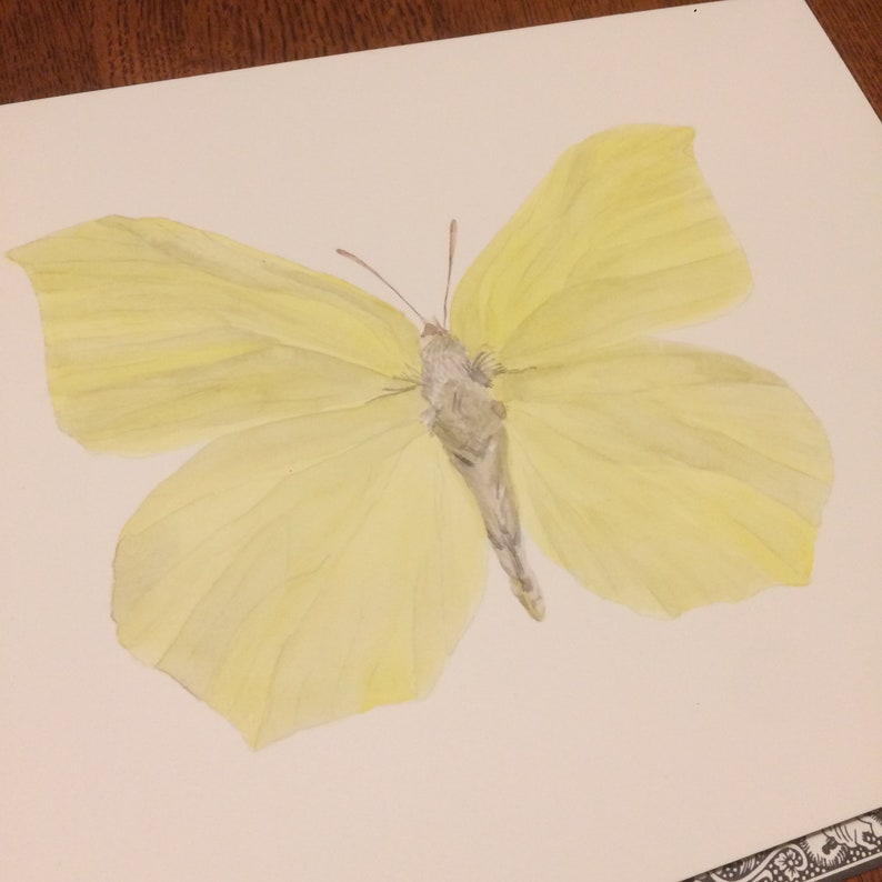 Watercolor butterfly print: Gonepteryx Rhamni Common Brimstone Illustration Painting image 3