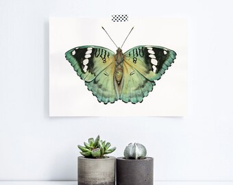 Watercolor butterfly print: Euthalia Sahadeva (Green Duke) Illustration Painting