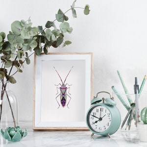 Watercolor insect print: Homoeocerus sp. Illustration Painting image 1