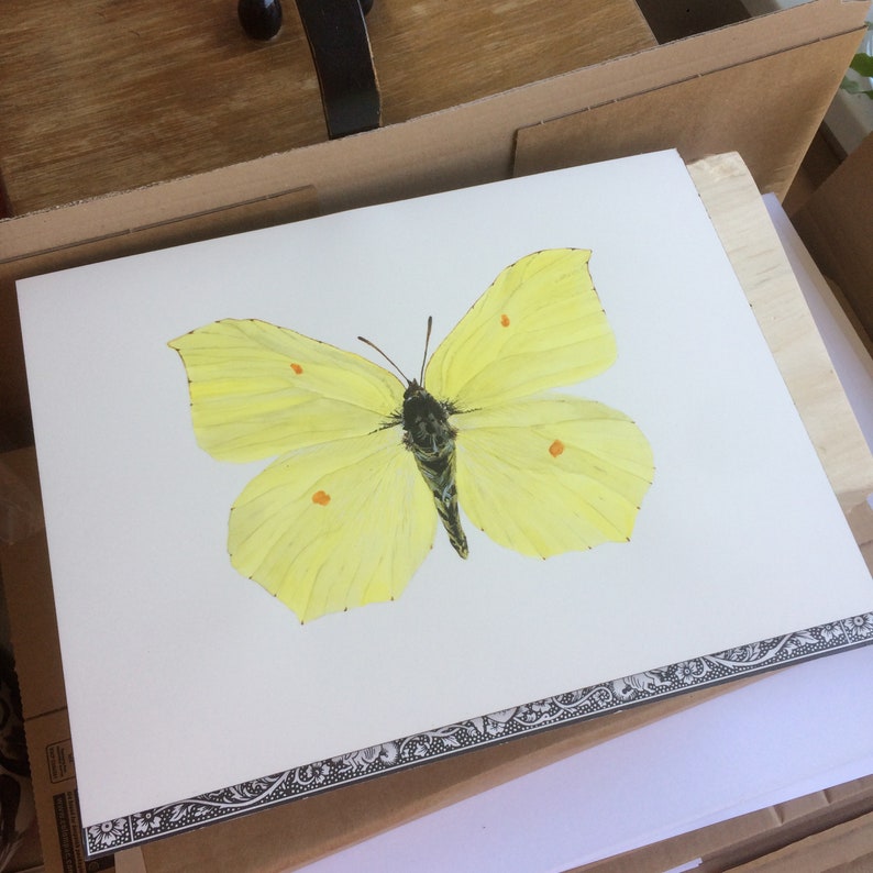 Watercolor butterfly print: Gonepteryx Rhamni Common Brimstone Illustration Painting image 4