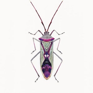Watercolor insect print: Homoeocerus sp. Illustration Painting image 2