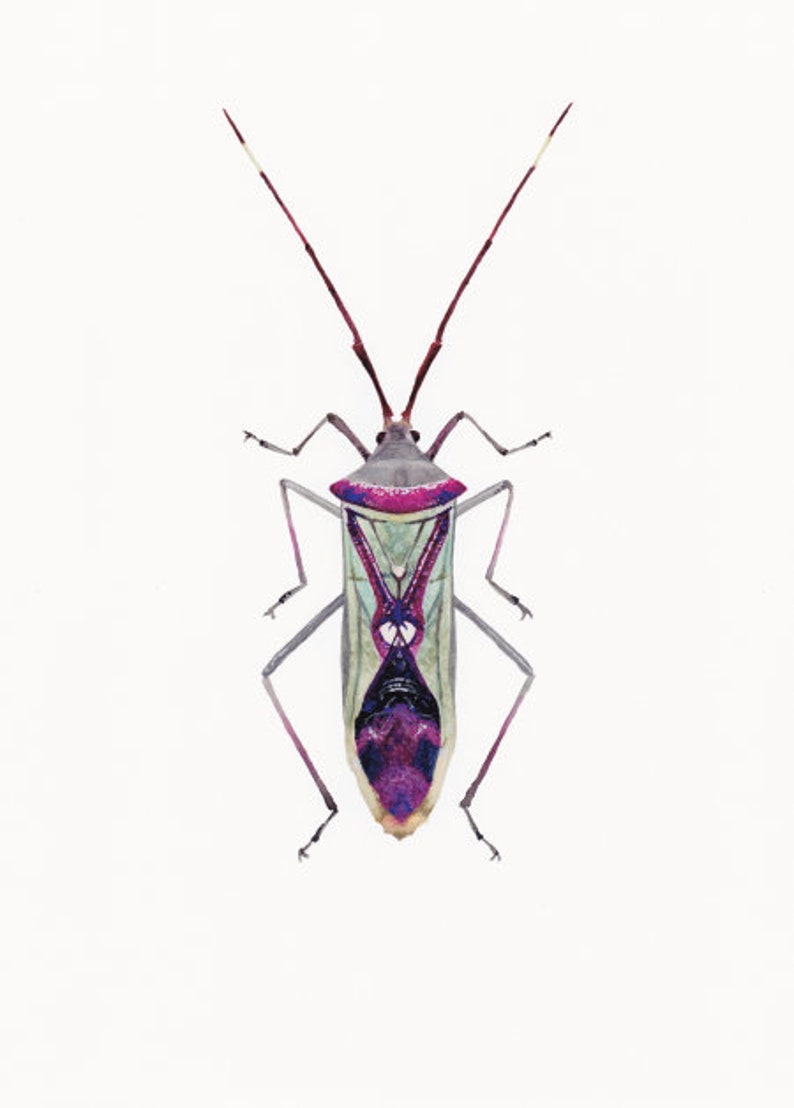 Watercolor insect print: Homoeocerus sp. Illustration Painting image 2