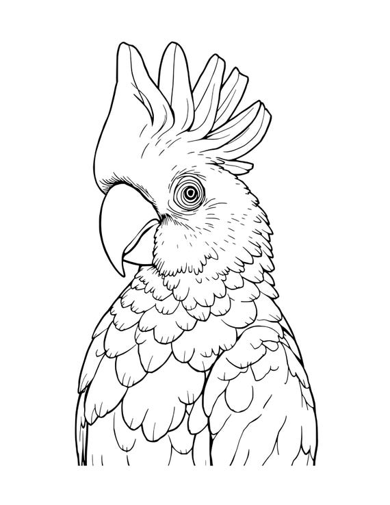 Chirps & Colors, A Fun Bird Coloring Book, bird watchers gift coloring book, educational bird coloring activity