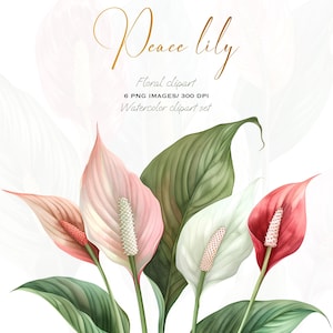 Ensemble d'illustrations botaniques aquarelle Peace Lily | Spathiphyllum Clipart PNG | Art tropical de plante d'intérieur
