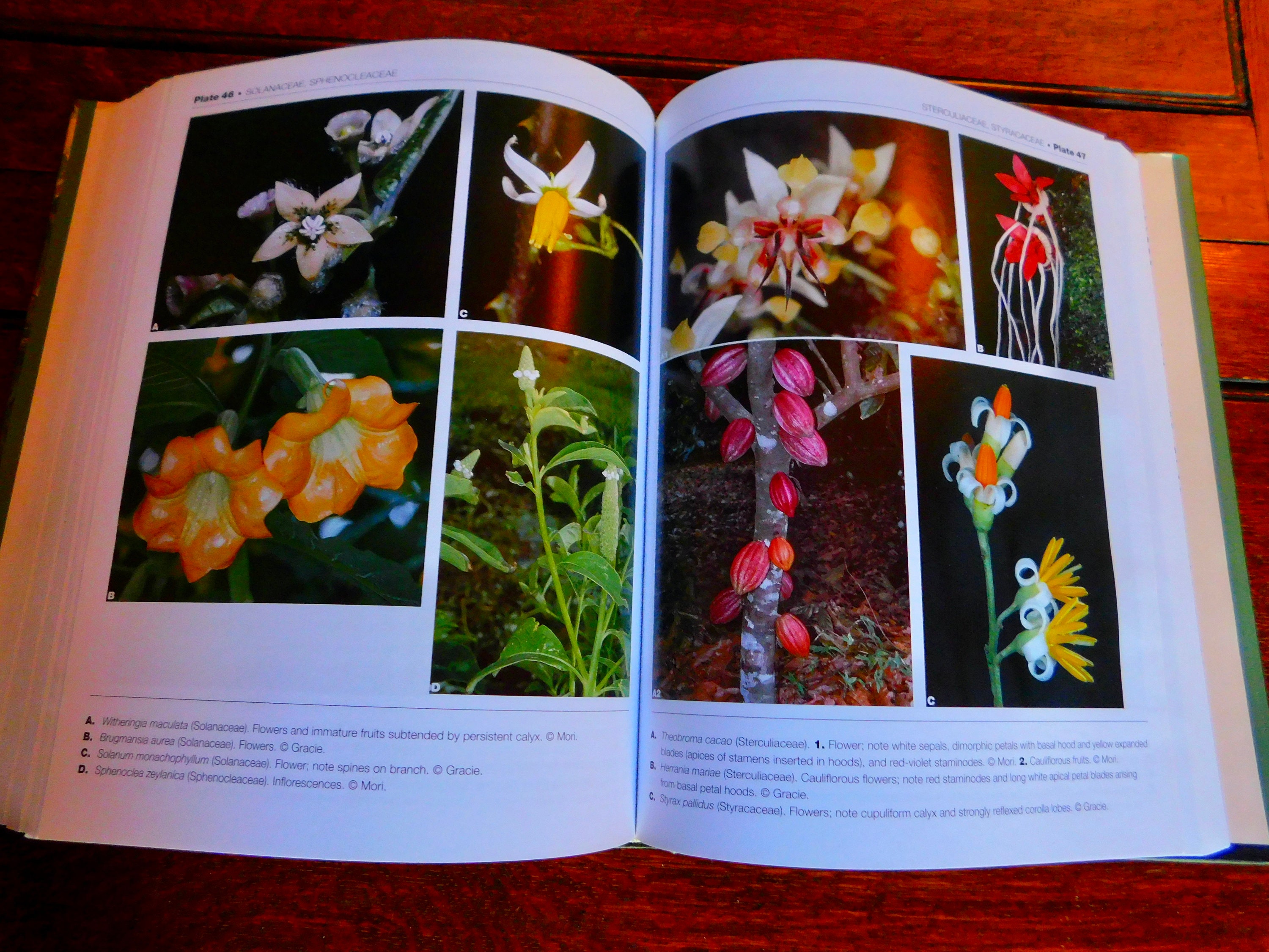 洋書 FUZZ,ACID AND FLOWERS Encyclopedia of Flowers | 青幻舎 SEIGENSHA Art Publishing, Inc.
