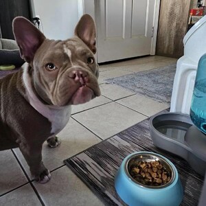 May include: A brown and white French Bulldog with large ears and a short snout stands next to a light blue bowl filled with brown dry dog food. A grey water dispenser with a blue plastic bottle is positioned next to the food bowl on a mat.