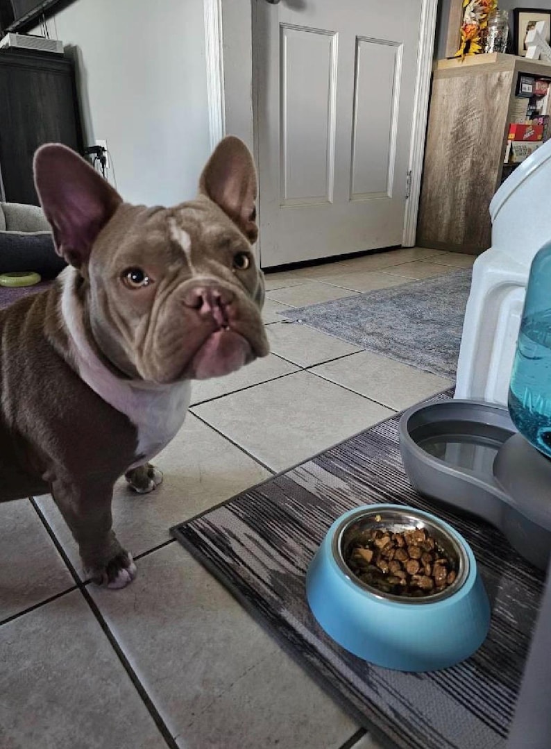 May include: A brown and white French Bulldog with large ears and a short snout stands next to a light blue bowl filled with brown dry dog food. A grey water dispenser with a blue plastic bottle is positioned next to the food bowl on a mat.