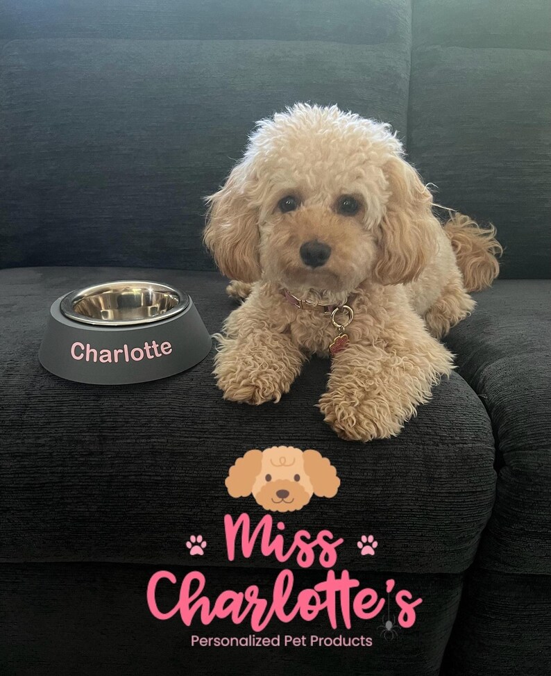 A small, light brown curly-haired dog lies on a dark gray couch next to a dark gray dog bowl with a stainless steel insert and the name "Charlotte" in white letters.