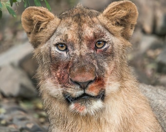 Lioness Portrait Print, Wildlife Photography (Digital Download) Wall Art Home Decor Interior Design Home Styling