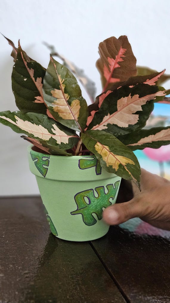 Hand-painted Monstera Leaf Terracotta Pot  Tropical Plant Pot  Light  Green - Etsy