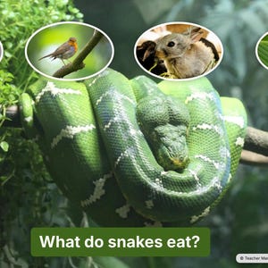 Ready-to-use Kids&#39; ESL Free Talk Lesson - Jungle Animals | No-prep Kids&#39; (ages 6-12) English Conversation Curriculum for ESL teachers!