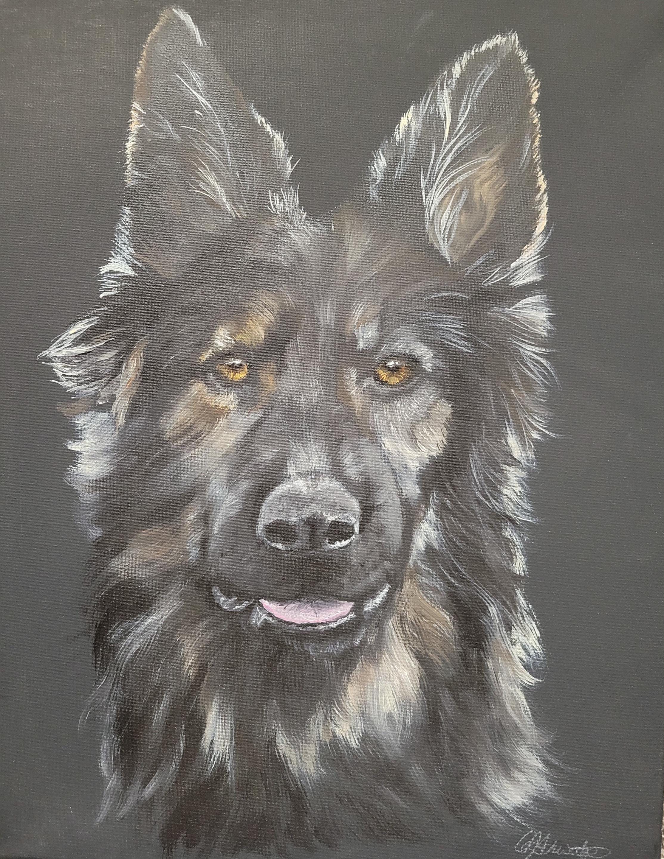 Shepherd Dog Portrait on Black Canvas