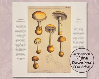 May include: Vintage botanical illustration of mushrooms with the text "Scaloppine ai funghi porcini" and "Escalopes with porcini mushrooms". The image features a variety of mushrooms in shades of brown, yellow, and white, with detailed illustrations of their caps, stems, and gills.