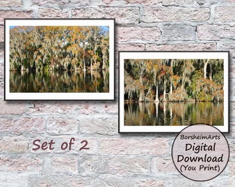 Cypress Tree Swamp Photography Set: Florida Southern Landscape (Digital Download)