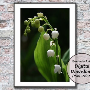Lelietje-van-dalen Bloemfotografie Botanische voorgeformatteerde kunstkaart Lily White Bell Blooms Print Download de afdrukbare afbeelding van de bloemennotitiekaart
