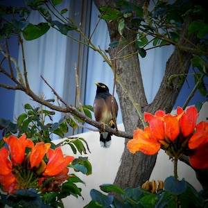 Maui  Myna Bird in an African Tulip Tree  Item P-6