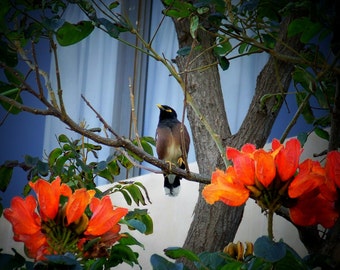 Maui  Myna Bird in an African Tulip Tree  Item P-6