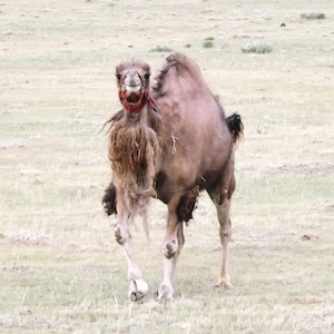 May include: A brown camel with shaggy fur and a red halter stands in a grassy field. The camel is facing the camera, with its head and front legs in focus. The background is a blurred expanse of green and tan.