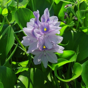 Flowers   "Water Lilies by the Red River"  P 38