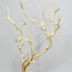 8 -10 Inch Sandblasted Manzanita Branches for Terrariums  Aquarium Decor  Reptile Climbing Wood DIY Crafts Wedding Centerpieces Rustic Decor