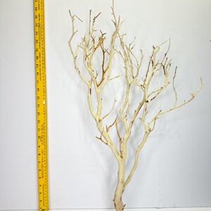 24-26" Sandblasted Manzanita Branches: Wedding Centerpiece, Reptile Perch, Bird Perch, Crafting, Decor, Aquarium image 3