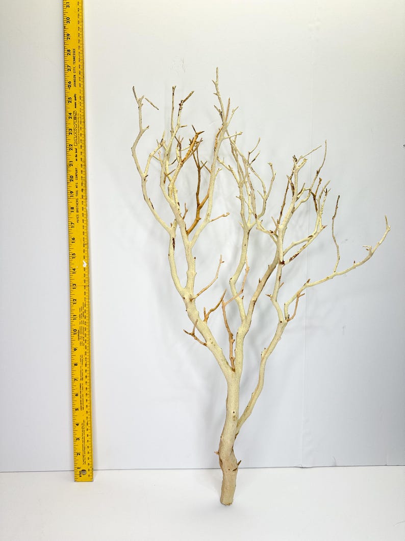 24-26" Sandblasted Manzanita Branches: Wedding Centerpiece, Reptile Perch, Bird Perch, Crafting, Decor, Aquarium image 3