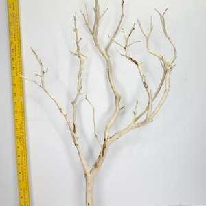 24-26" Sandblasted Manzanita Branches: Wedding Centerpiece, Reptile Perch, Bird Perch, Crafting, Decor, Aquarium image 11