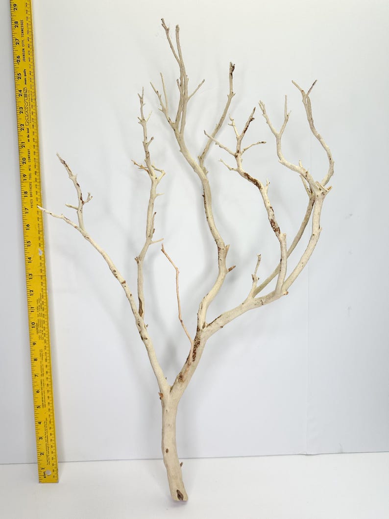 24-26" Sandblasted Manzanita Branches: Wedding Centerpiece, Reptile Perch, Bird Perch, Crafting, Decor, Aquarium image 11