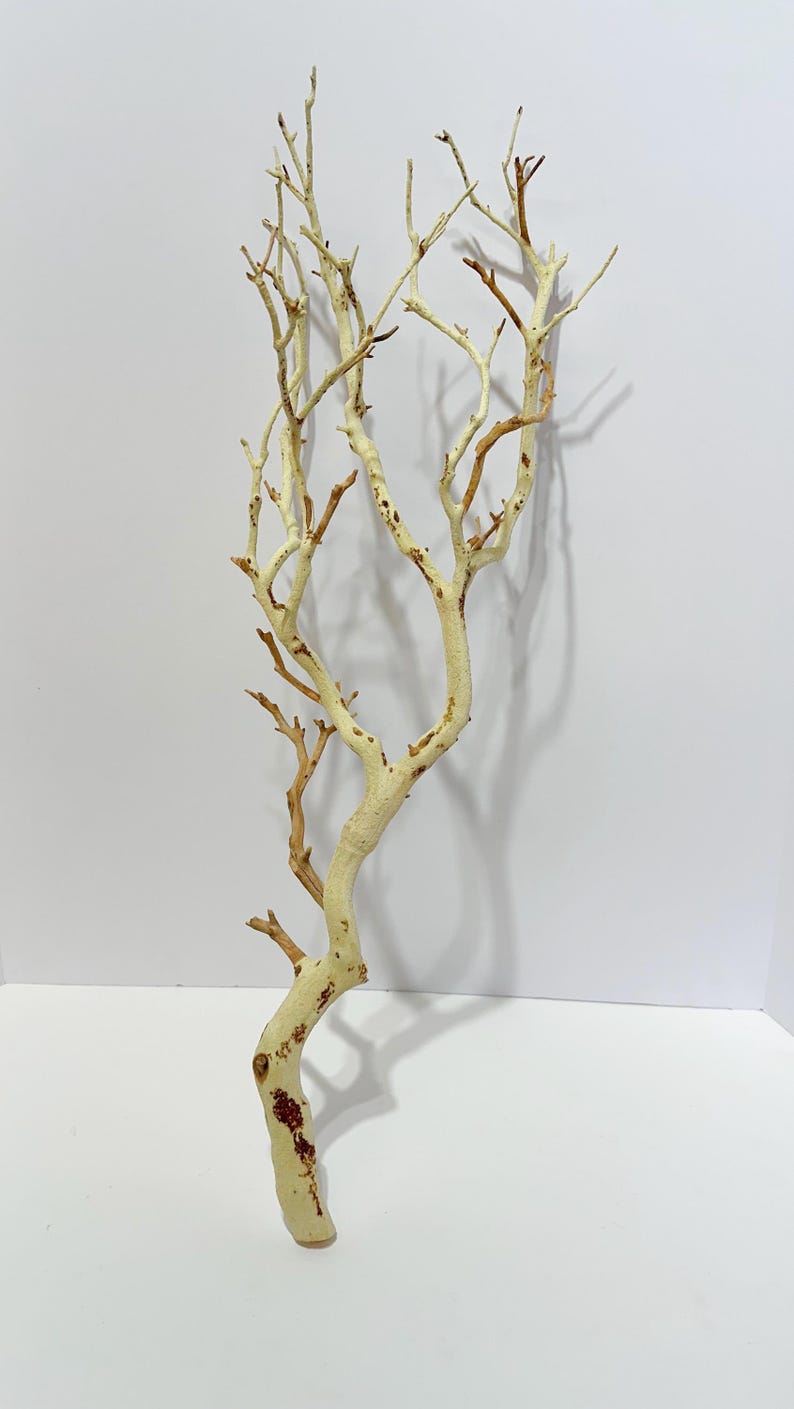 May include: A white bleached branch with brown accents. The branch is a natural material and has a rustic look. It is perfect for adding a touch of nature to your home decor.