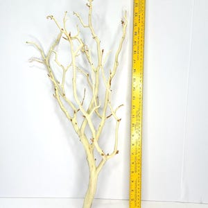 24-26" Sandblasted Manzanita Branches: Wedding Centerpiece, Reptile Perch, Bird Perch, Crafting, Decor, Aquarium image 6