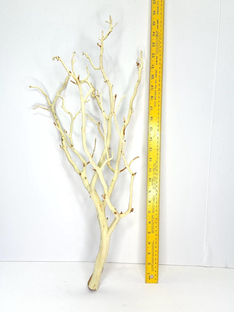 24-26" Sandblasted Manzanita Branches: Wedding Centerpiece, Reptile Perch, Bird Perch, Crafting, Decor, Aquarium image 6