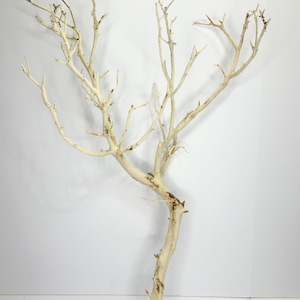 24-26" Sandblasted Manzanita Branches: Wedding Centerpiece, Reptile Perch, Bird Perch, Crafting, Decor, Aquarium image 12